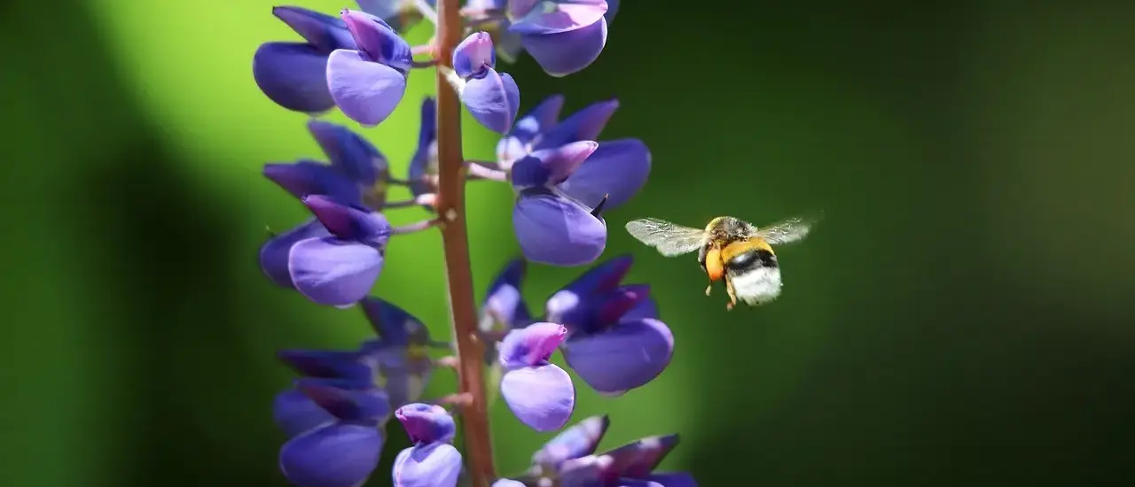 Vilde hjørner: Skab en insektvenlig have med blomster hele sæsonen